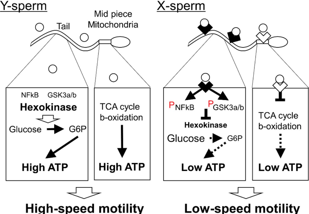 xy精子分离术是什么,分离精子技术