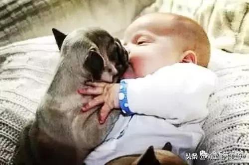 狗狗舔舌头,狗狗用舌头舔我表示生病了吗