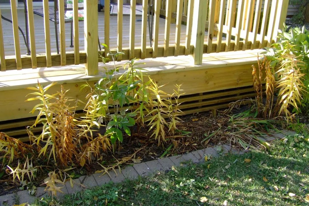 冬盆栽百合的养殖方法和注意事项,百合怎么种避免烂球