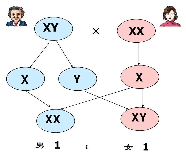 人类的性别介绍,人类性别的秘密