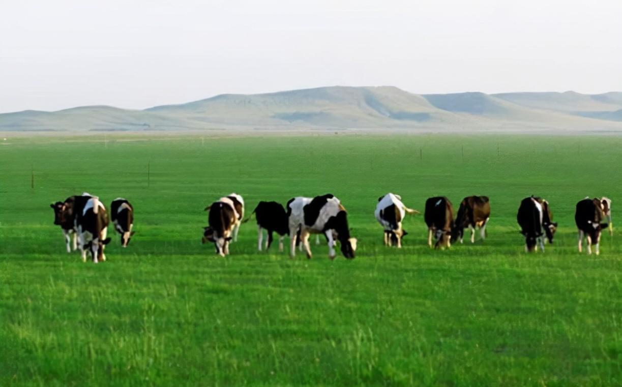 国产奶粉巨头企业,中国老牌奶粉企业