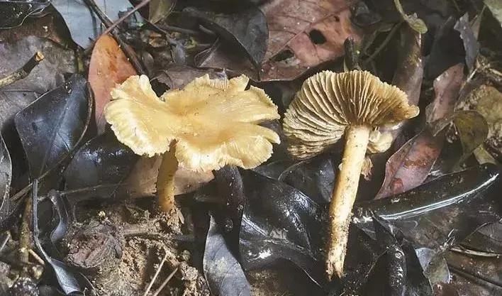 警惕广东头号毒菇,警惕新型毒品无处不在