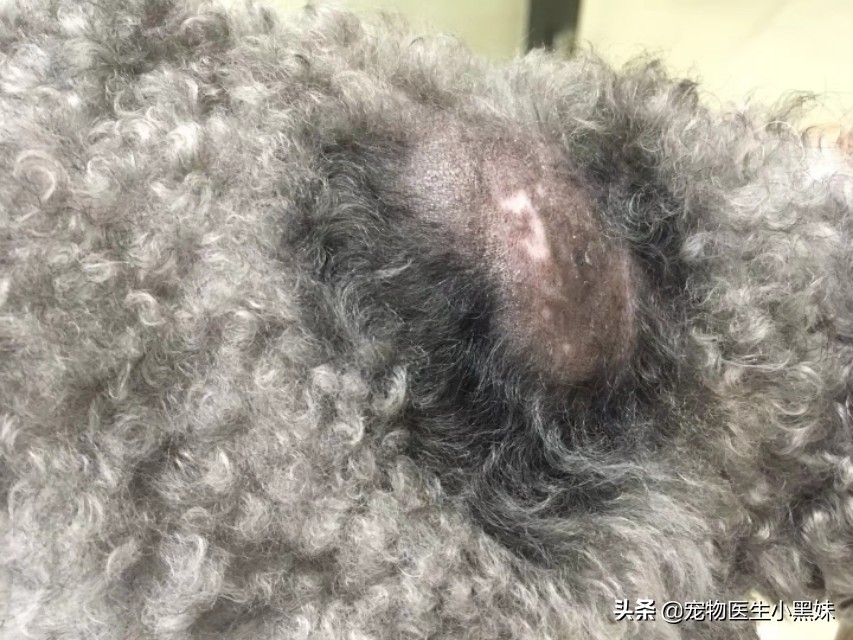 注射了狂犬疫苗被狗咬有没有事,狗狗狂犬疫苗注射部位脱毛