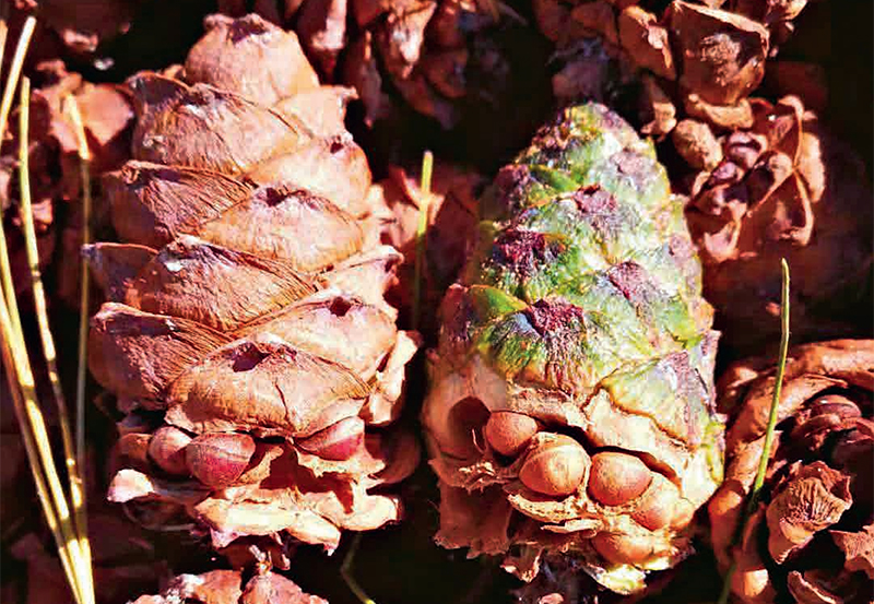 林草知识普及,林草科普讲解