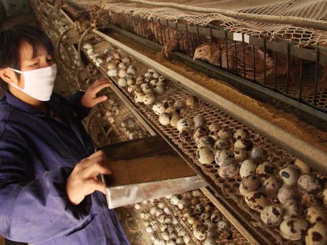 养殖一个月能产蛋，饲料成本2元，农民说难赚钱，每年都要换一批