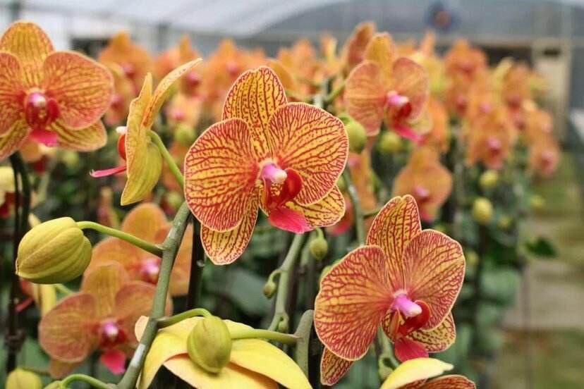 适合10月养的13种吉祥花,十月养花推荐