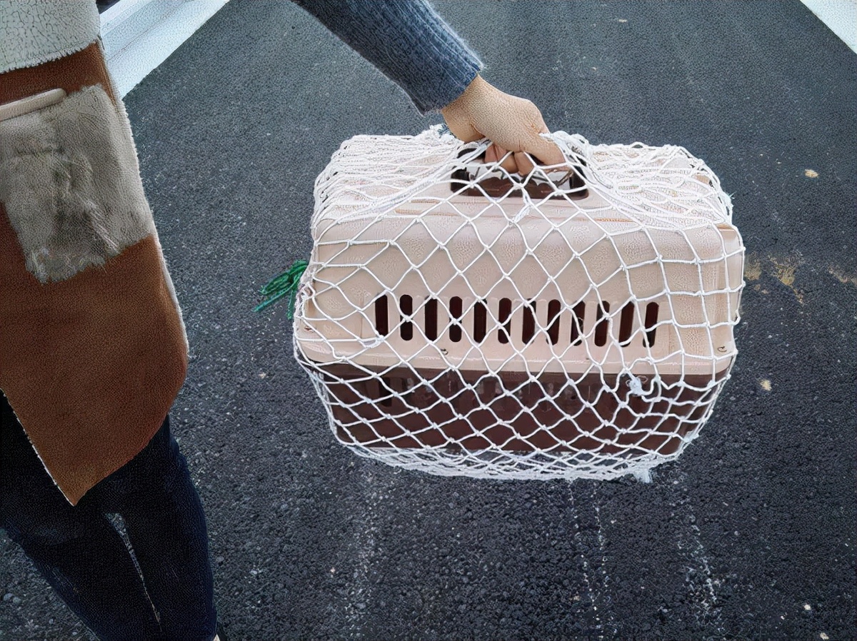 怎么运输狗狗,快递如何运送宠物狗