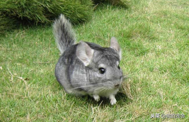 龙猫是仓鼠,龙猫是真的动物吗