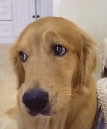 金毛半夜哈气走动不睡觉,金毛突然很暴躁对人龇牙咧嘴