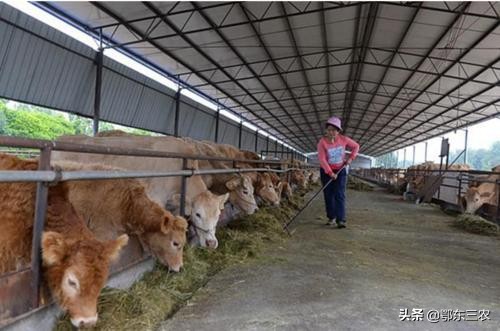 农村养牛有什么好项目,羊和养牛哪个效率高