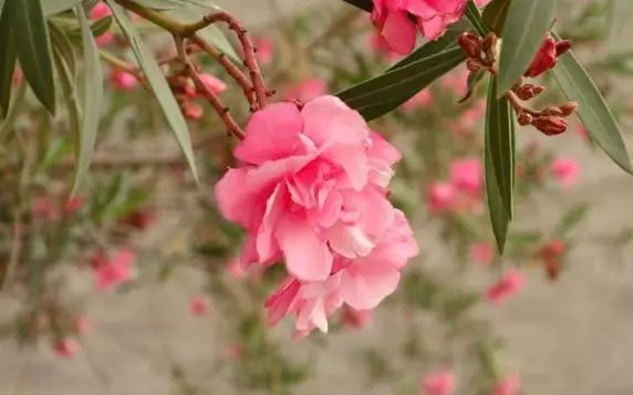 十种有毒的常见花卉植物,这几种带毒的植物家里一定不能养