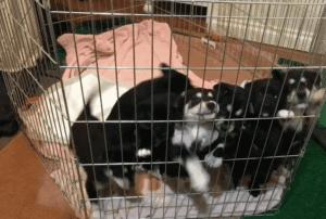 拉布拉多小奶狗新鲜出炉,拉布拉多可爱小奶狗日常