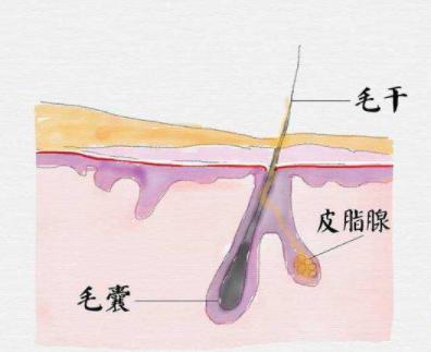 外油内干的皮肤需要怎样补水,皮肤干到掉皮如何快速补水
