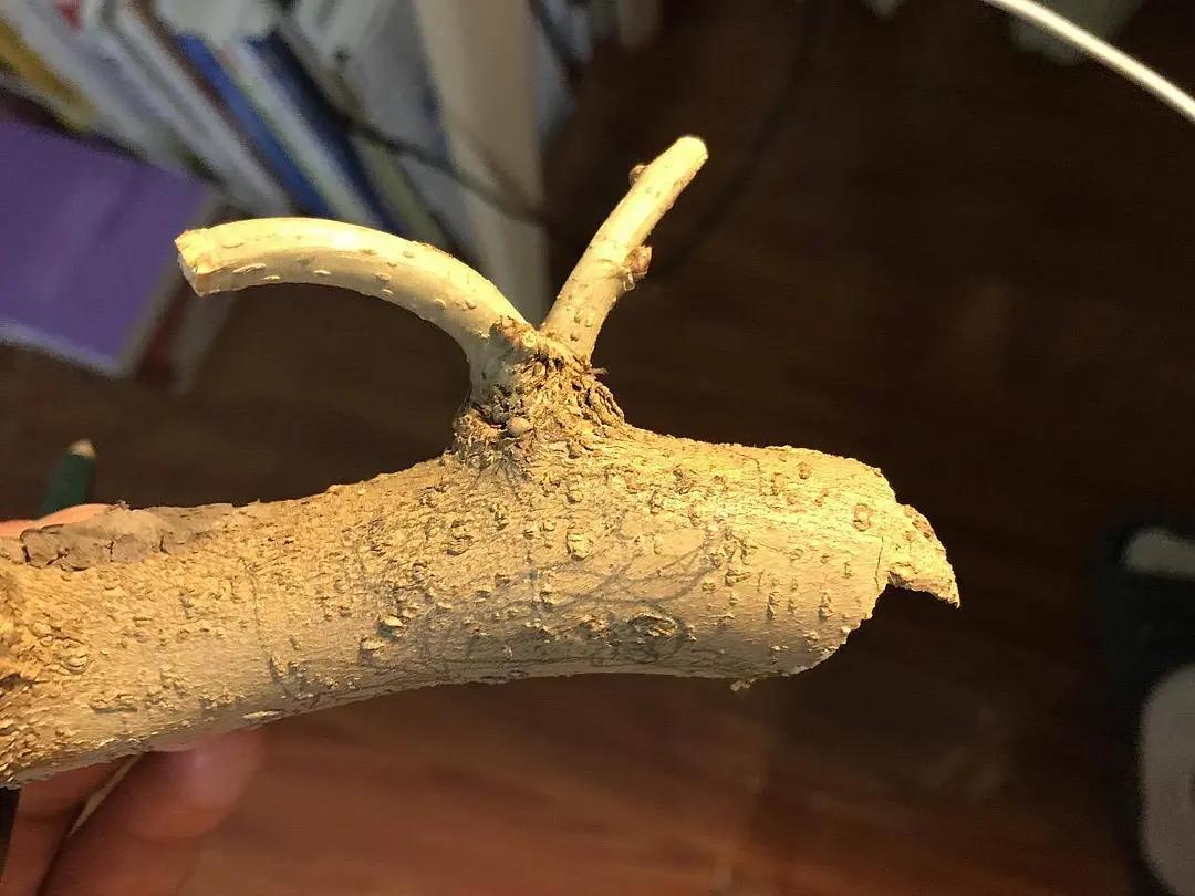 入木三分真功夫,入木三分让我懂得了什么