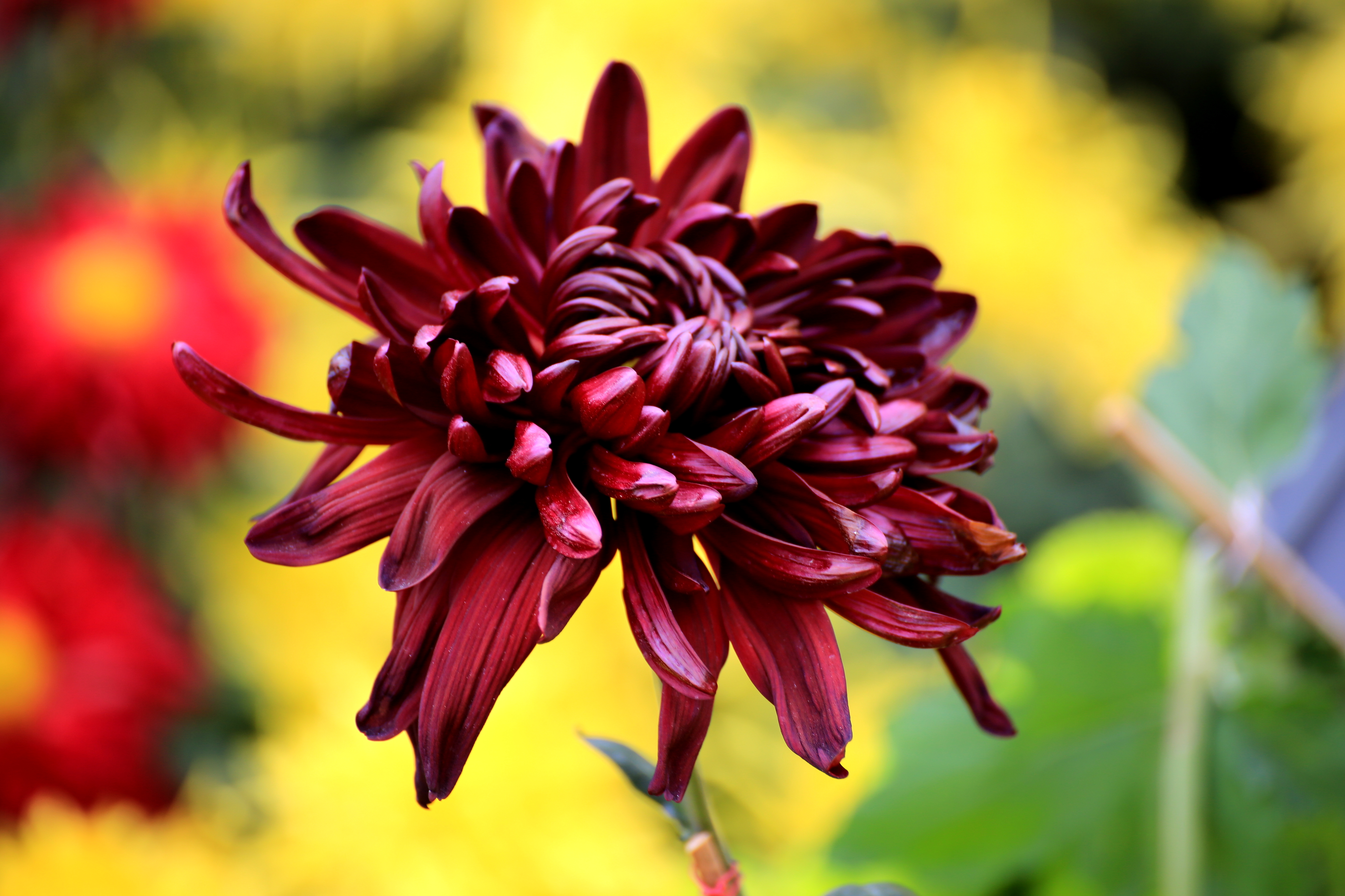 山楂树口琴吹奏g调,复音口琴演奏山楂花