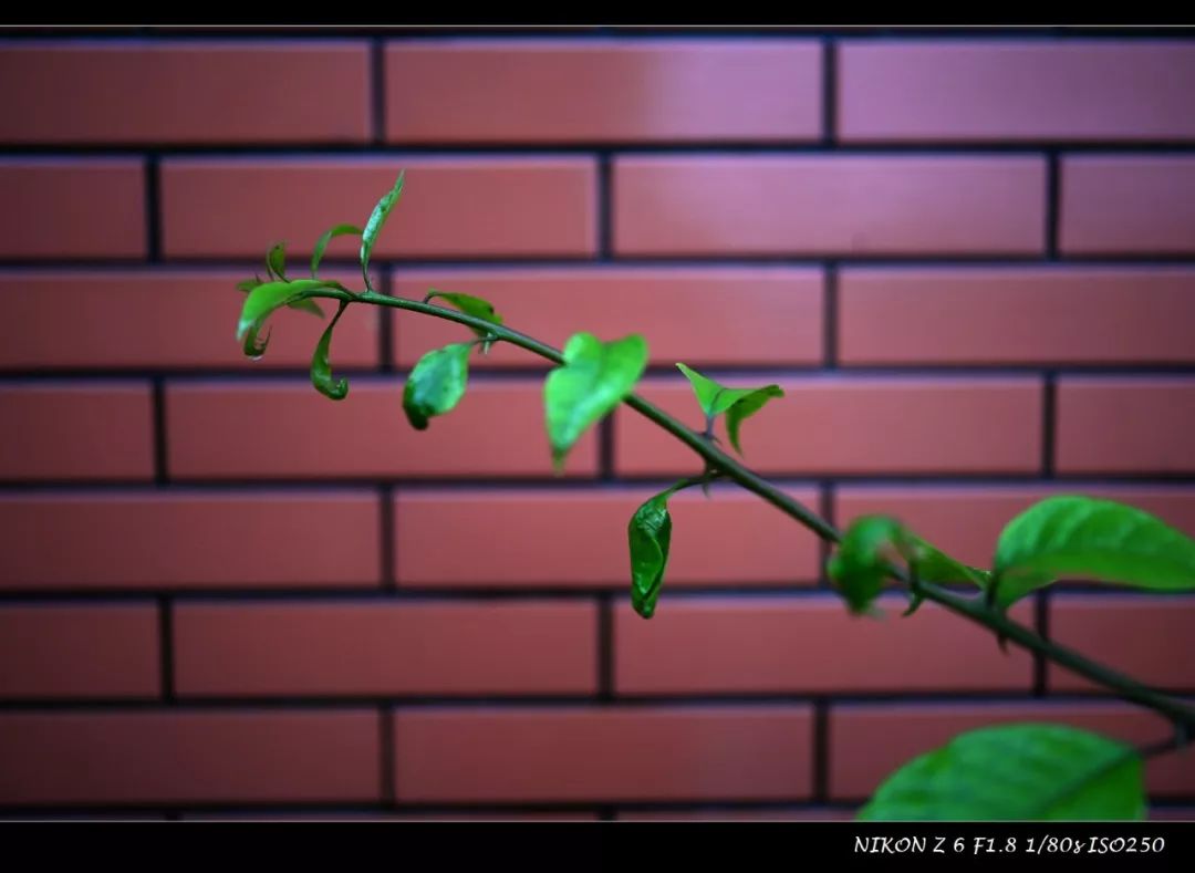 尼康35mmf1.4z卡口镜头质量如何,尼康z50配35mm1.8