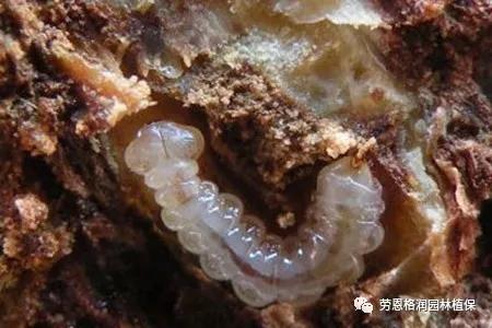 钻蛀性害虫防治最佳时期,园林常见鳞翅目害虫防治技术图片