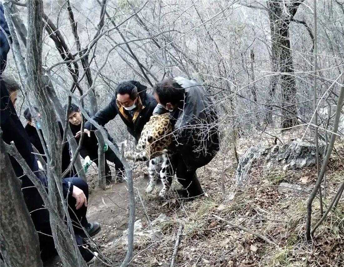 华北豹受伤后死亡警方征集线索,山西发现一只华北豹