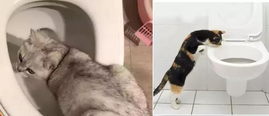 猫感染球虫滴虫用什么驱虫药,猫咪球虫滴虫怎么治疗最有效