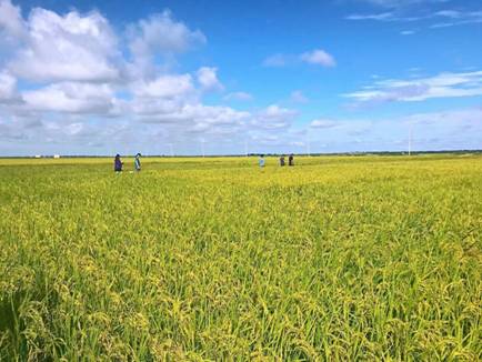 摩尔庄园还能玩小游戏吗,你们还在摩尔庄园种菜吗