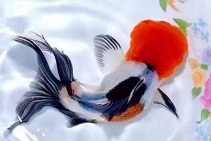 网上购买20条金鱼靠谱吗,网上看见喜欢的金鱼