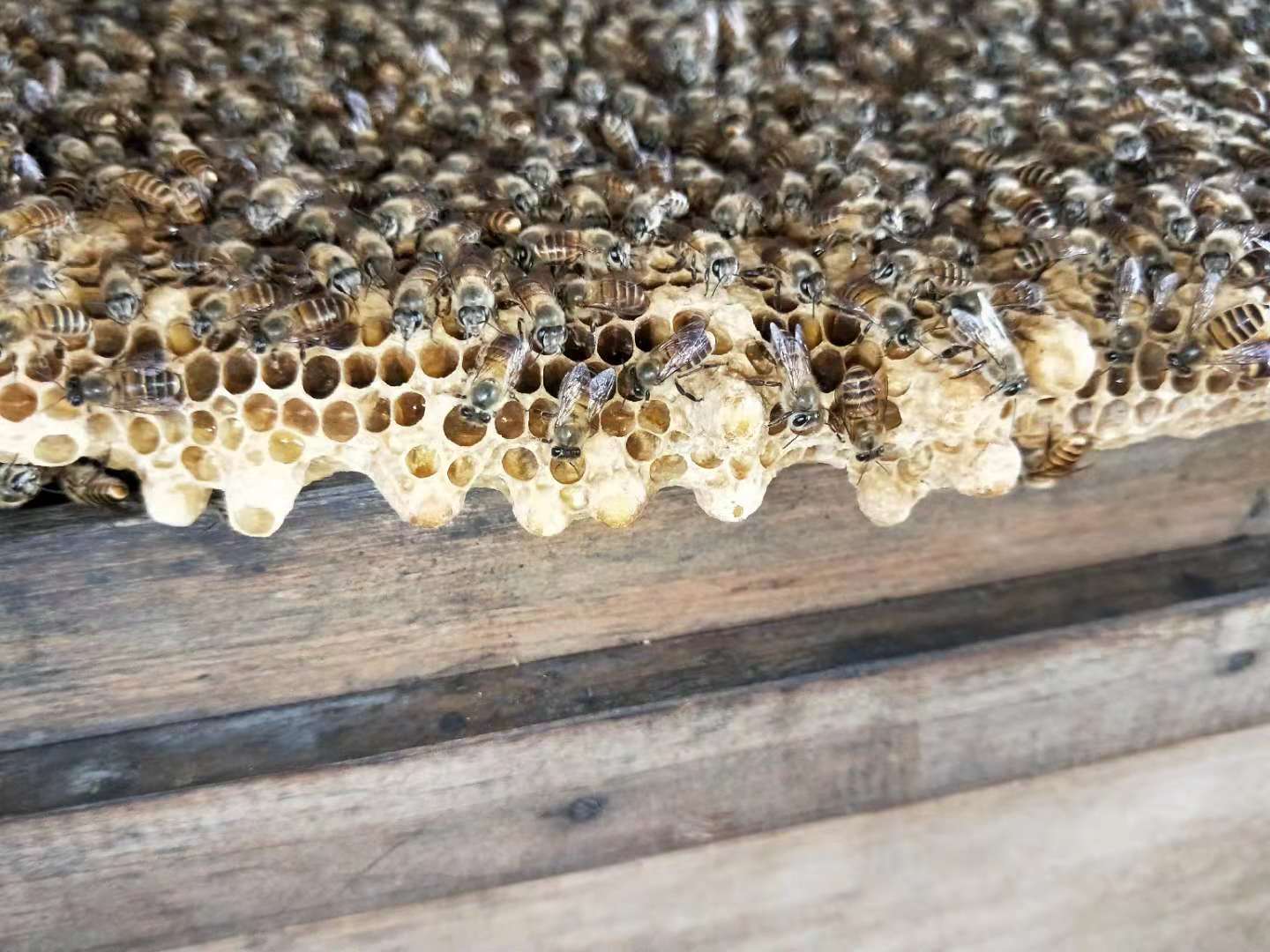 蜂王怎么挽救最快,野蜂无蜂王如何挽救