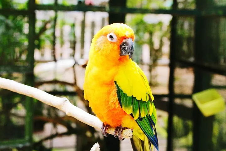 鹦鹉不听话怎么办,鹦鹉不听话的危害