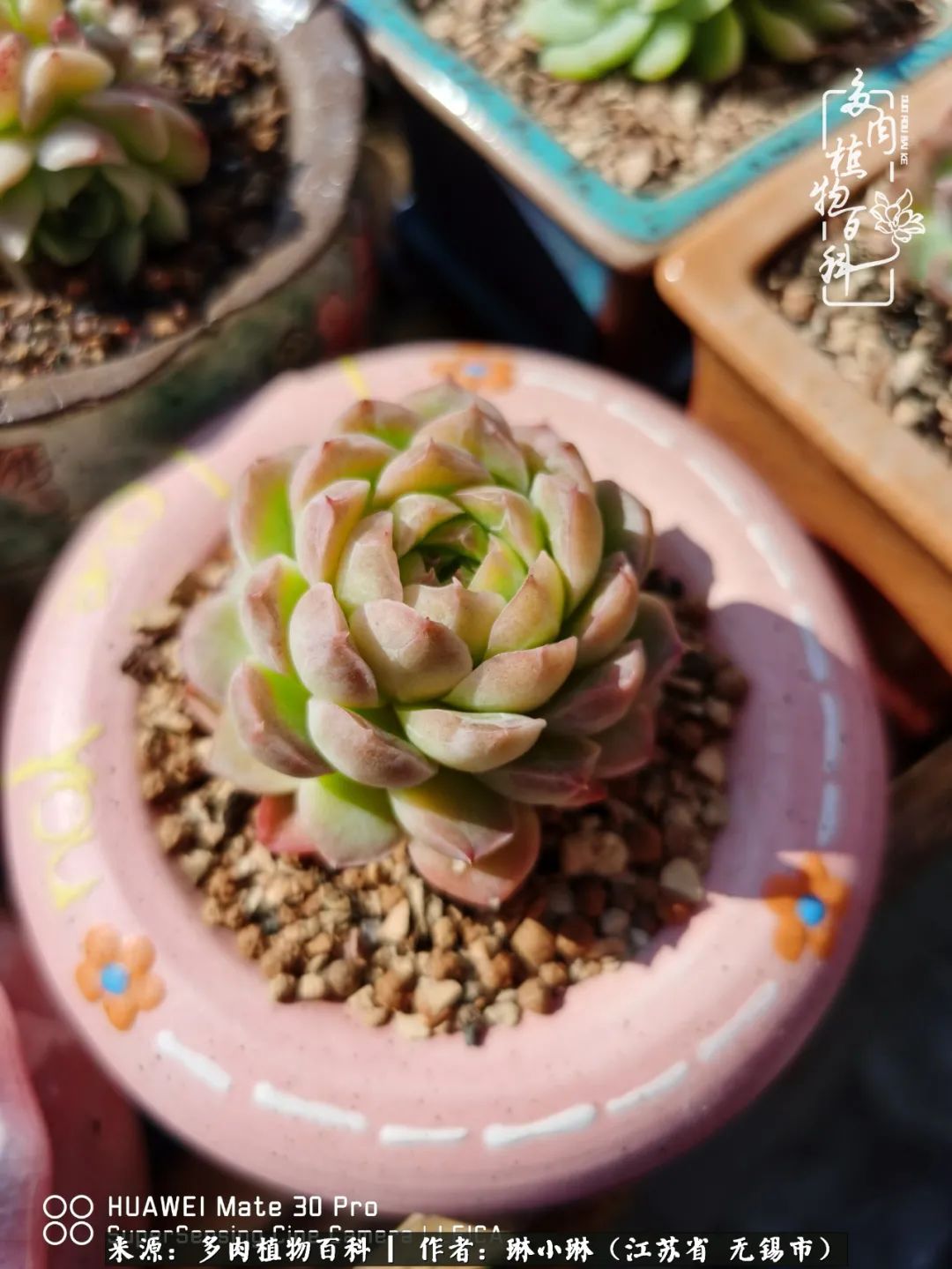 又到多肉变美时，一切都鼓励我积极向前