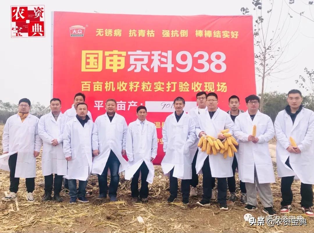 国审玉米种京科938,京科968玉米国审