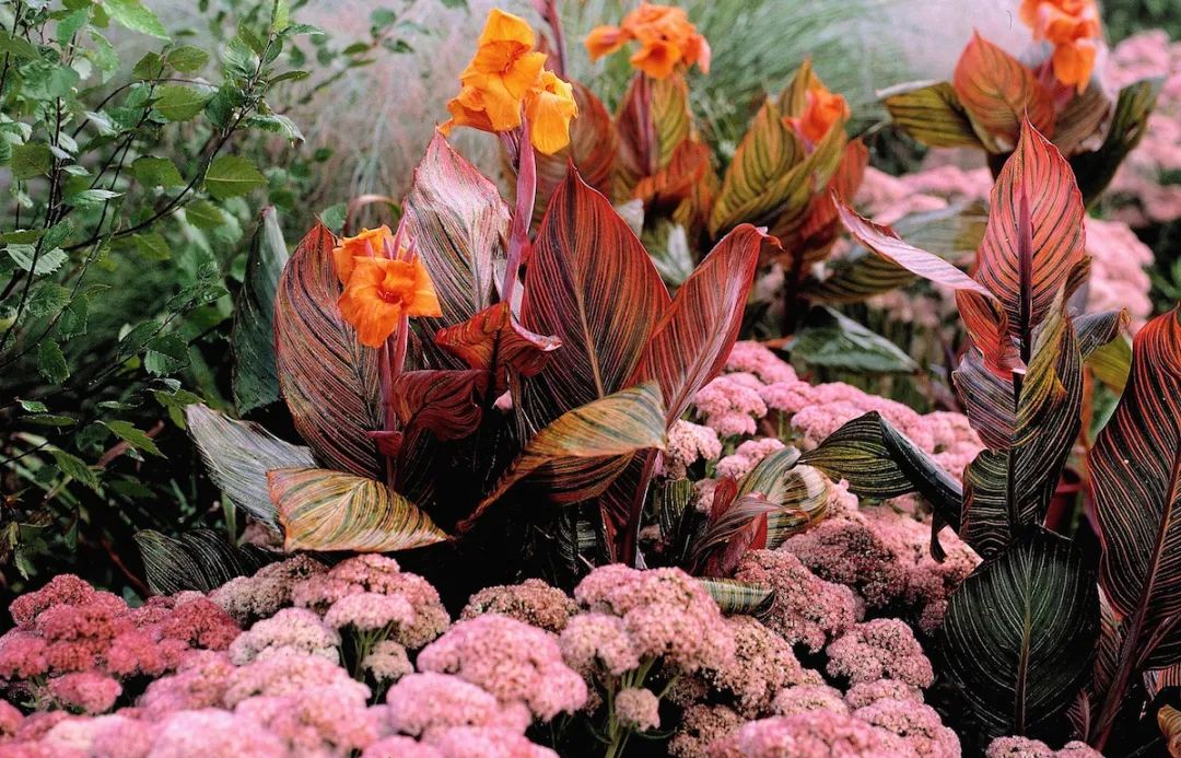 美人蕉有什么特别,美人蕉的十大特点