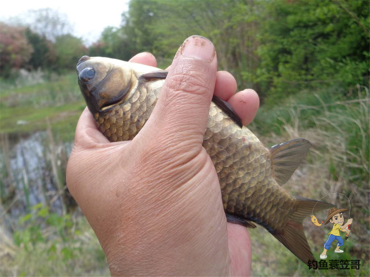 冬季野钓大板鲫自制饵料推荐,自制饵料大板鲫饵料配方
