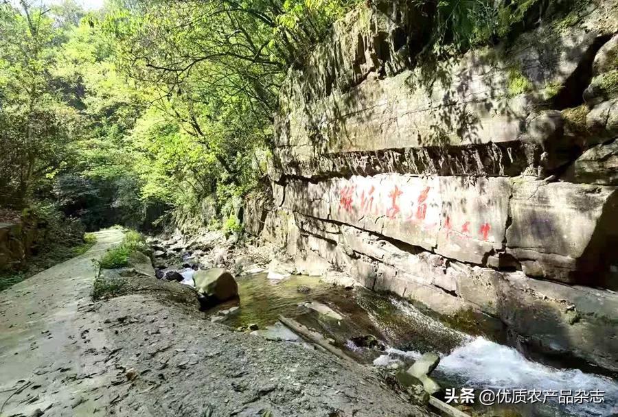 太平猴魁的渊源,百年太平猴魁