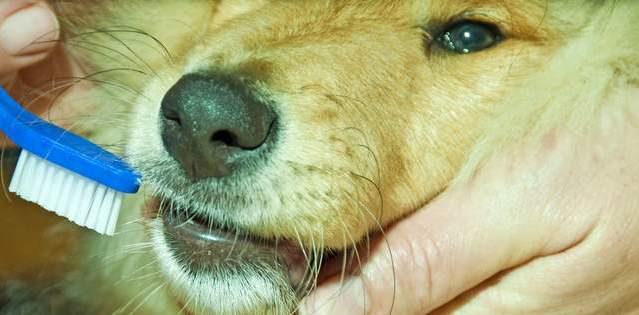 小金毛到家几天可以开始训练,小金毛刚到家该怎么养