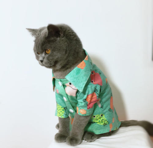 新手养猫去宠物店挑猫避雷,养猫需要哪些地方避雷