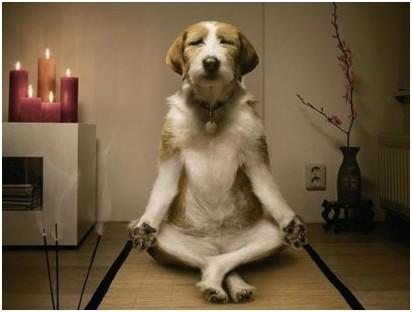 犬常见皮肤病,犬蠕形螨怎么治疗