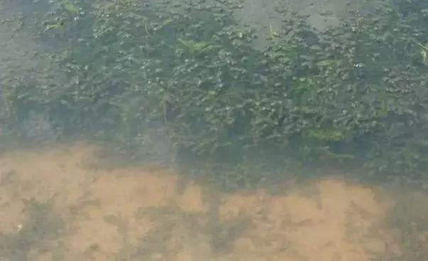 轮叶黑藻养殖小龙虾技术管理,小龙虾塘没有伊乐藻还能养吗