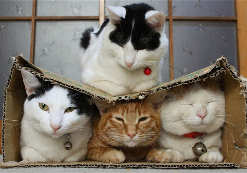 猫咪先兆流产不治疗的后果,猫咪早产为什么迟迟生不出来