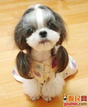 这几种高颜值狗狗你认识哪些,盘点最靠谱的狗狗看看你知道几种