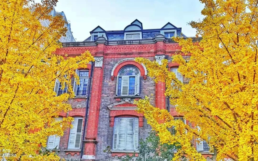 上海银杏叶打卡的地方,上海周边哪里有银杏叶