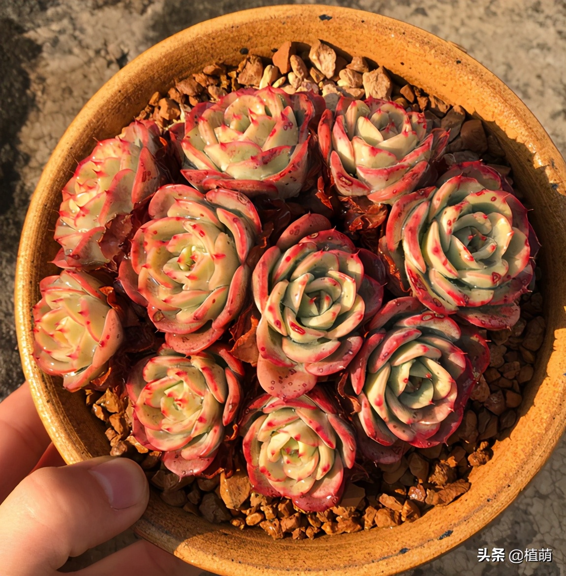 奶油黄桃容易爆棚吗,奶油黄桃好出状态吗