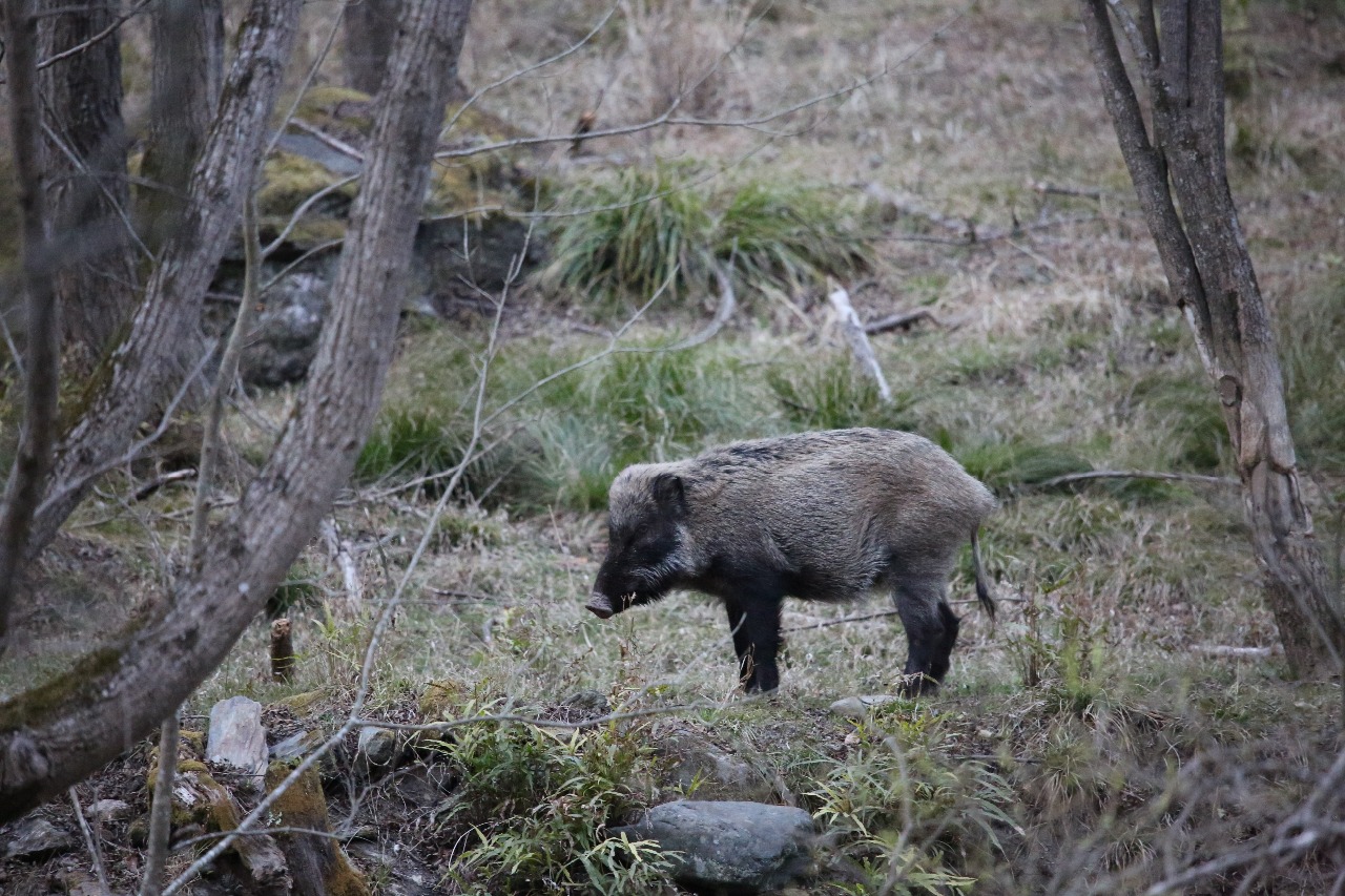 10元1斤！安徽六安野猪泛滥，当地批准捕杀野猪，条件是什么呢？