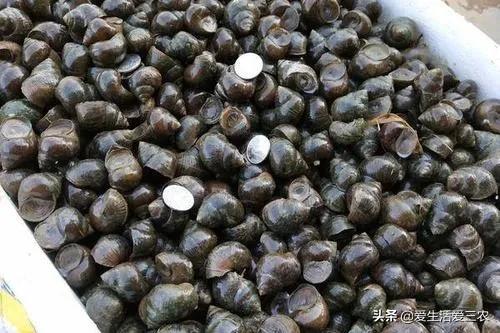 效益高收益稳定的养殖项目有哪些,有什么投资小收益高的养殖项目