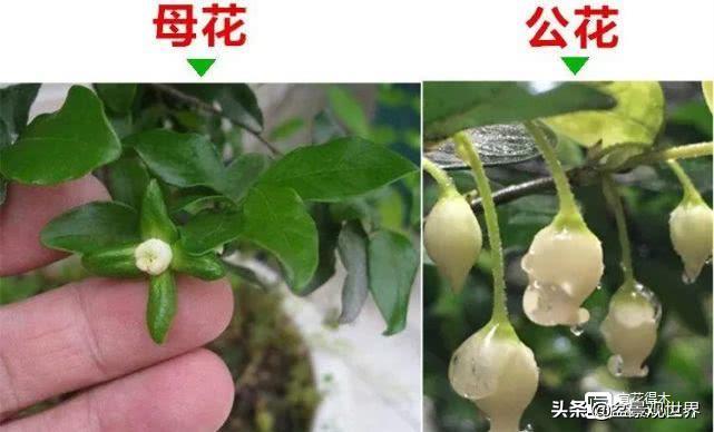 金弹子只养一棵会挂果吗,金弹子养了四年为什么不开花