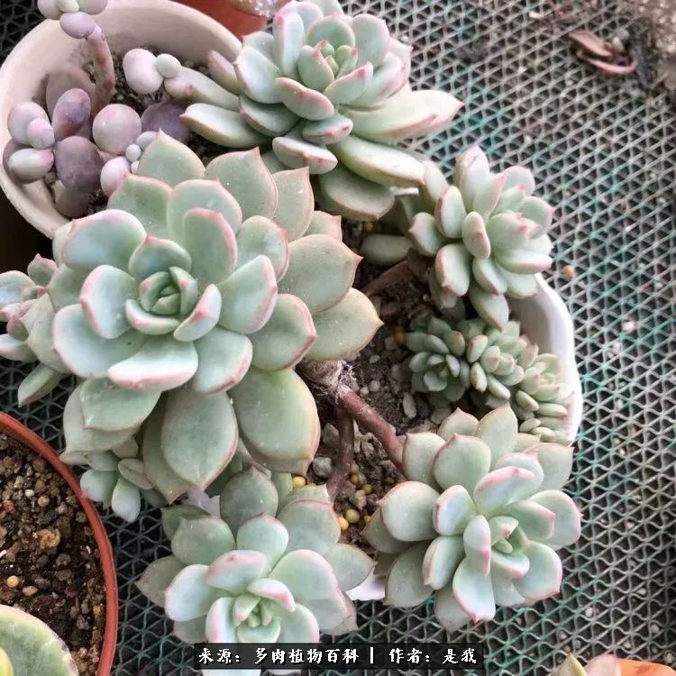 偶遇多肉的感言,偶遇山中多肉