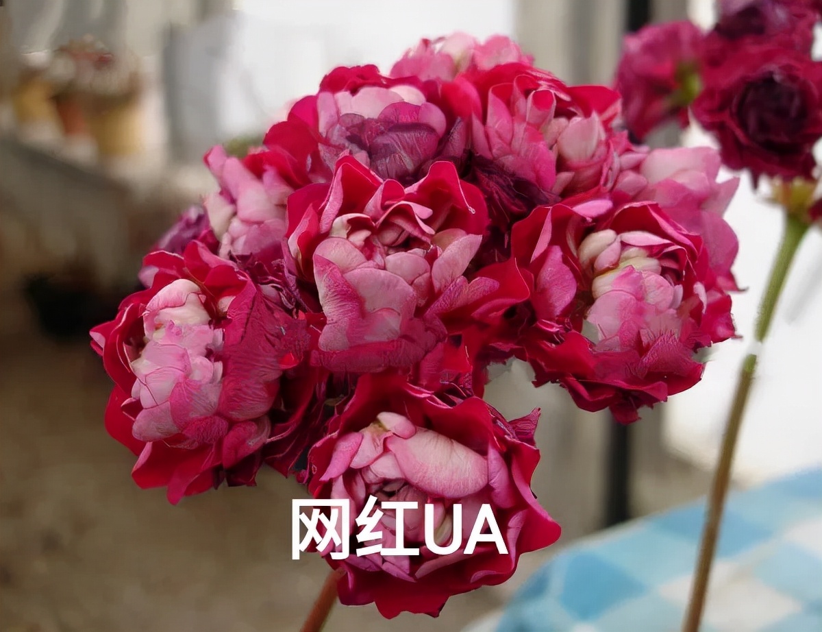 阳台天竺葵容易爆花品种,天竺葵最能开花的品种