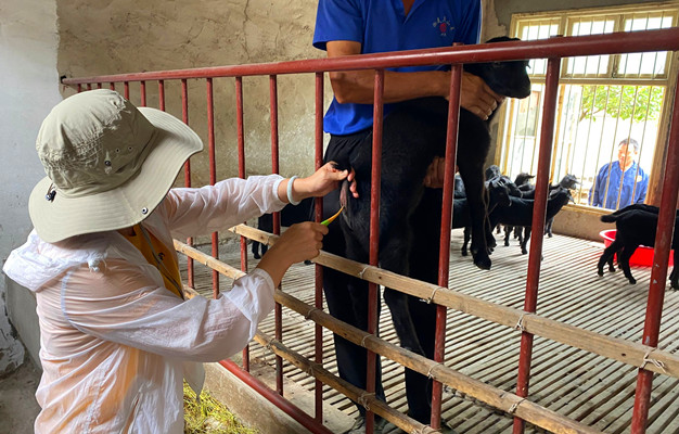 放牧黑山羊常见疾病防治,黑山羊常见皮肤疾病