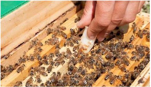 失王群有急造王台之后应怎么处理,失王群如何介入新蜂王台