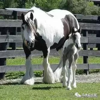 马术治疗注意力障碍,马术治愈孤独症