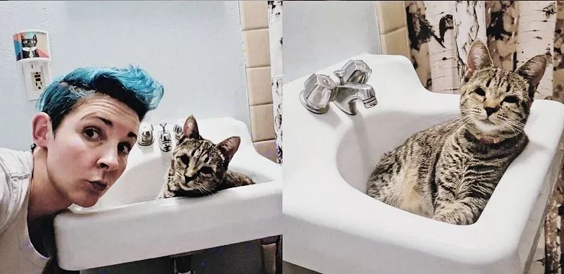 一只猫治愈了抑郁症,猫竟然能治愈抑郁症