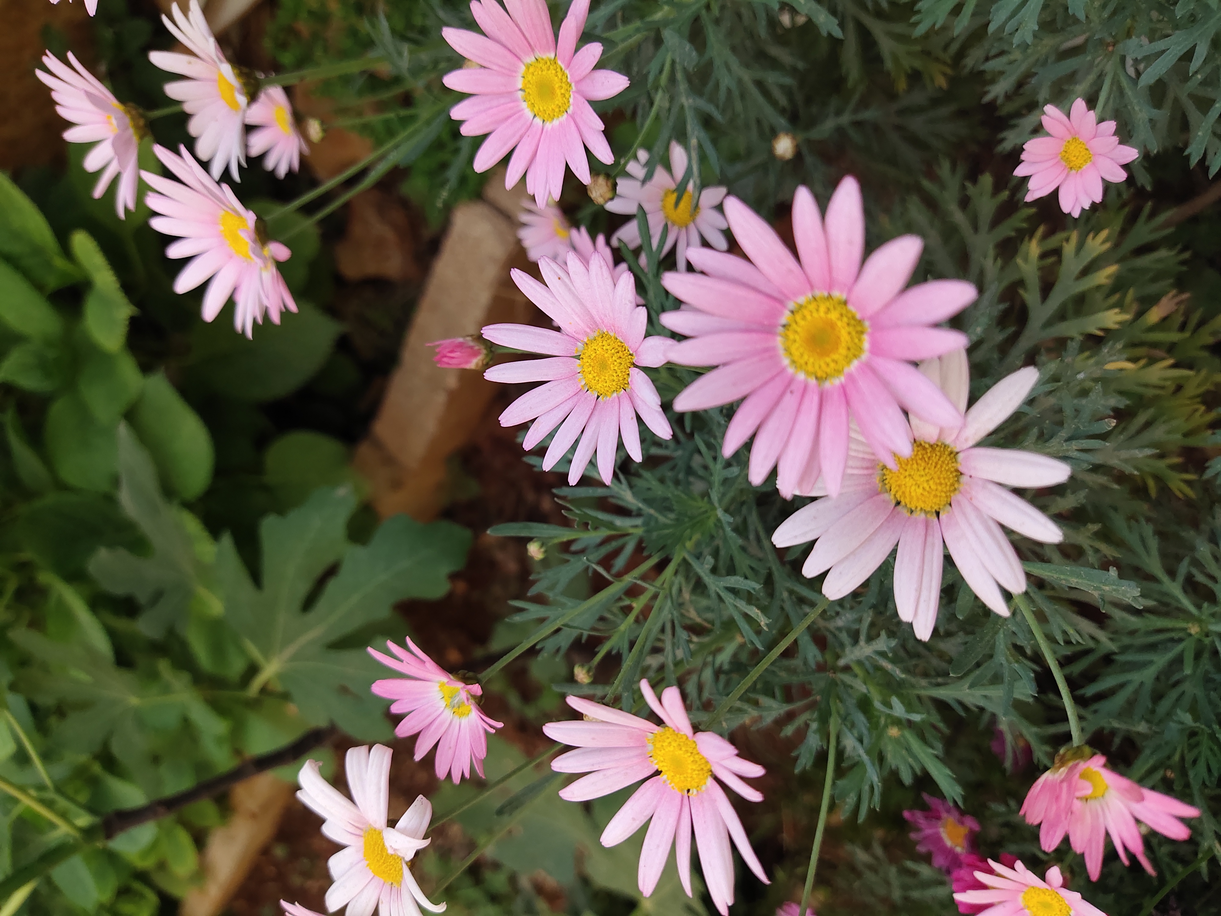 养玛格丽特,养了多年的玛格丽特